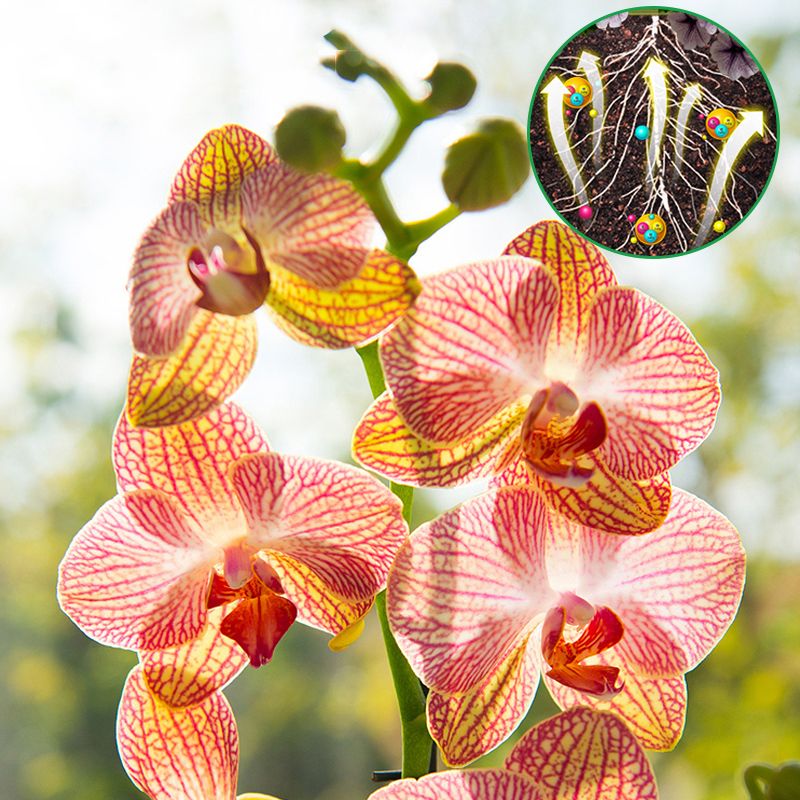 Ser crestere si renastere plante - VerdoMax