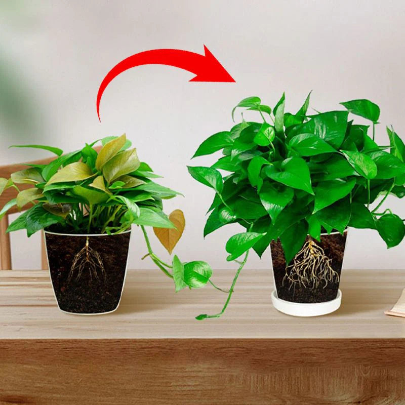 Ser crestere si renastere plante - VerdoMax