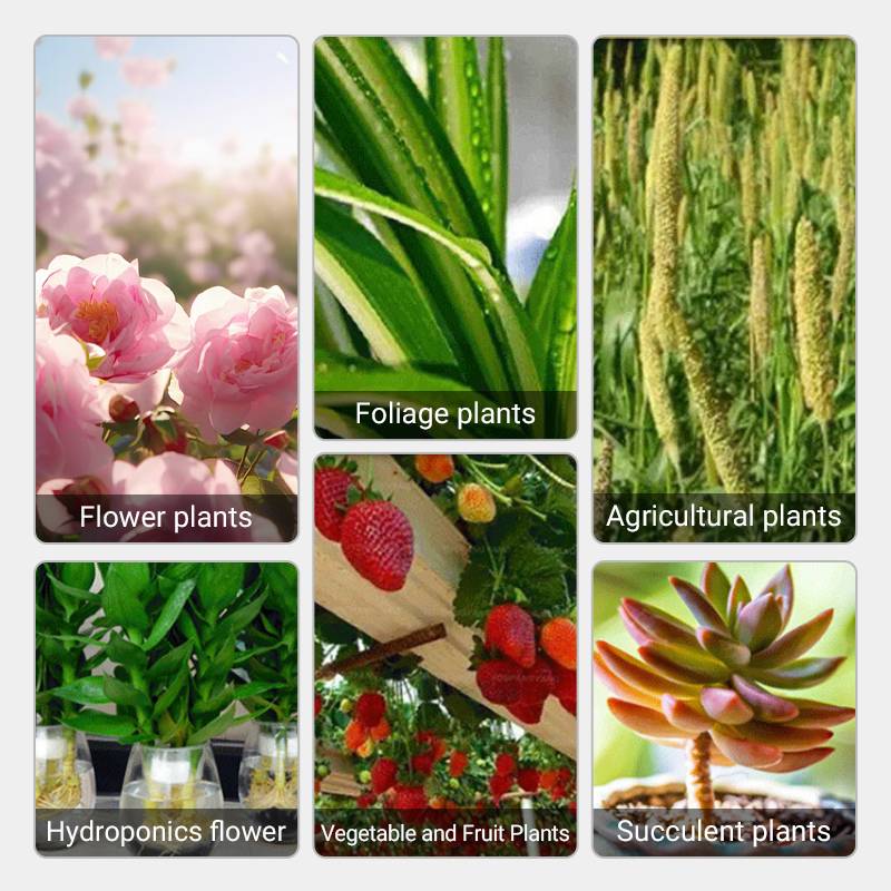 Ser crestere si renastere plante - VerdoMax